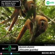 #vAPODN: bugio-ruivo (Alouatta guariba)