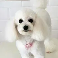 MEU CACHORRO PHILL