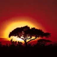 2026/05/21 - Merveilles d'Afrique