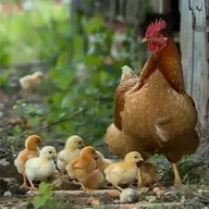 刘亮程：共同的家