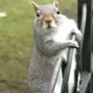 The Podd Couple with Andie Harper and Ronnie Barbour: "Squirrel Condoms"