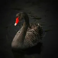 A lógica que contradiz todas as lógicas