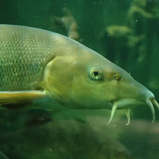 Inclusión de los Barbos como especies para explotaciones de Acuicultura en Extremadura 