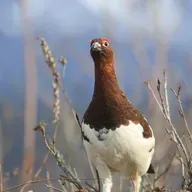 Silly Willow Ptarmigan