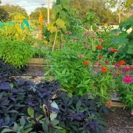 South of Gandy community garden with Sandi Thompson & Charlotte Hillman