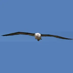 Albatross Audio Radio