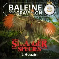 STRANGER SPECIES 9/12 : L'Hoazin, un oiseau à l'air "préhistorique"... qui rumine !