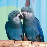 As ararinhas voltaram!