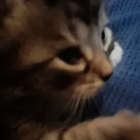 peneee