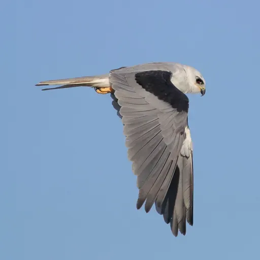 White-tailed Kite
