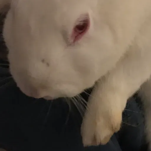 Eliza’s Podcast 1/15/22: Bunny’s