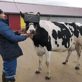 Cubcubs Weekly podcast