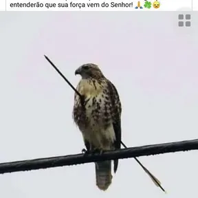 Kaior cesar