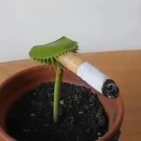 Peperolo