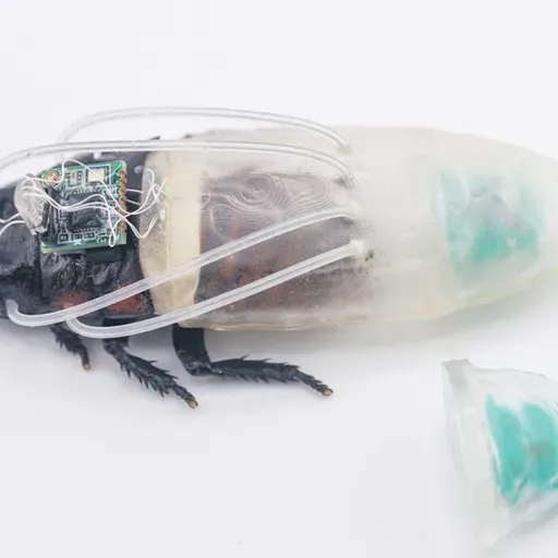 Forskere udvikler mini-'dykkerdragt' til cyborg-kakerlakker - skal hjælpe med redningsaktioner