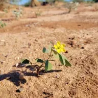 Ep. 561 - The Soil Seed Bank & Restoration