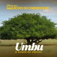 Umbu: o sabor do Sertão | EP 2 - Ações de Conservação