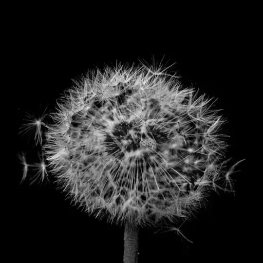 OS ÚLTIMOS SERÃO OS PRIMEIROS