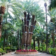 La Palmera Imperial: una rareza genética convertida en icono de Elche