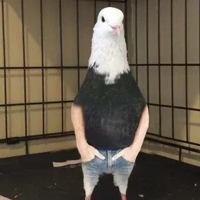 Torjaima