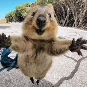 quokka radio