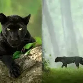 Panther Berbatov