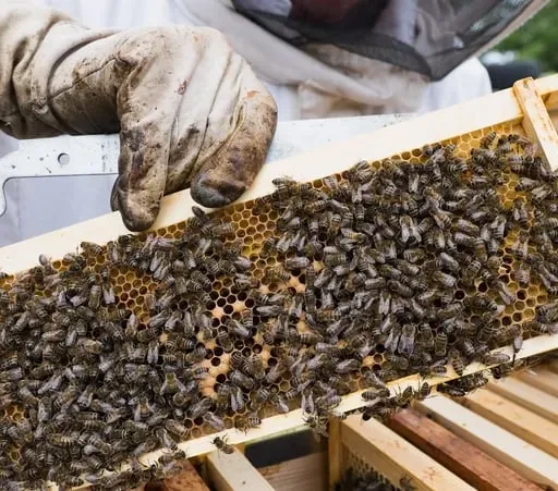 Beekeeping in a Belfast prison with Chris Hodges