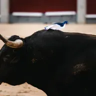 Onda Ruedo 5x09 | Santiago Domecq: "El quinto de Madrid se aproxima a la perfección del toro bravo"