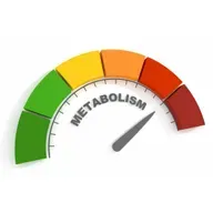 Everything You Know About Metabolism Is Wrong