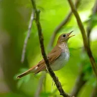 Rachel Carson and the Veery