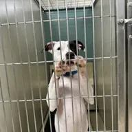 Animal shelters stressed, Lawyer funding, Cheese from the Driftless
