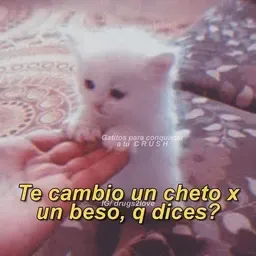 Travieza reflexiones