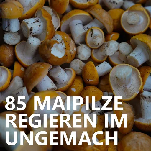 #85 Maipilze regieren im Ungemach