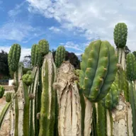 The Forest Cost of Beef, Media and the Meat Habit, Rebuilding Back Better After Wildfire and more.