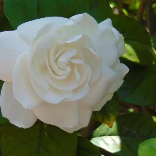 Common Strategies for Dyscalculia