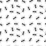 Dona Claudine e os drones contra as formigas