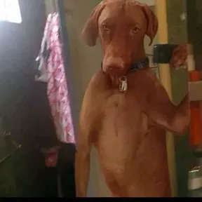tudrogajaja