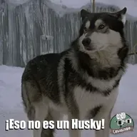 CLOP E163 Eso no es un Husky