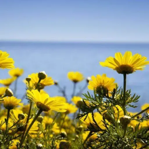 CarlesF - Vamos a vencer - Un café con tu voz - 21032020