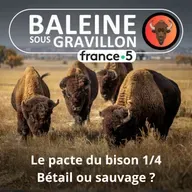 S07E34 Le Pacte du bison 3/4 : Bétail ou espèce sauvage ? (Thierry Robert)