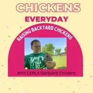 Chicken Wisdom With The President Of Chickenlandia