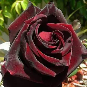 Velvet Rose Station