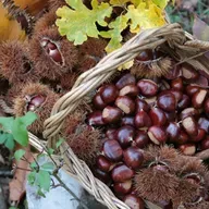 Reportaje | La castaña: el fruto seco que nunca pasará de moda