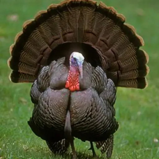 La Persecucion Del Pavo Salvaje