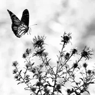 das metamorfoses | Domingo II da Quaresma A