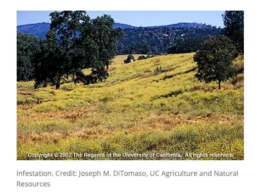 Controlling Starthistle, Summer's Most Evil Weed*