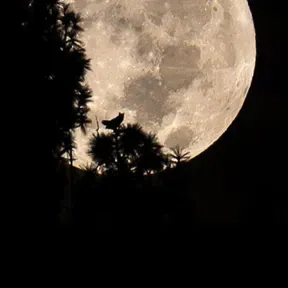 Rádio Luna