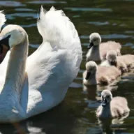 Лебеди. Большая пернатая загадка Руслана Матрозиса и Дмитрия Бойко