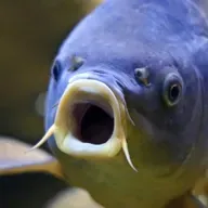 Fühlen Fische Schmerzen?