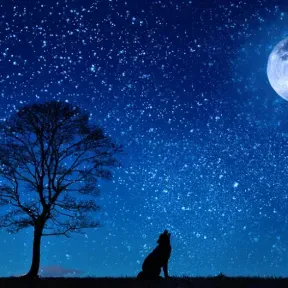 Musica nella Notte